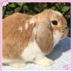 mini lop