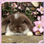 mini lop