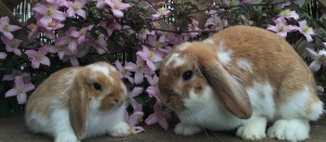 email for mini lops available
