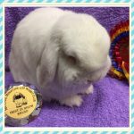 Yeti - Best in Show, National Mini Lop