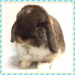 Buster - Chocolate otter mantle mini lop