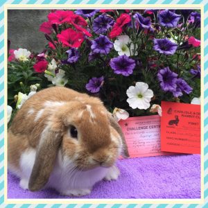 Felix - orange butterfly mini lop