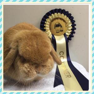 Terry - Orange mini lop