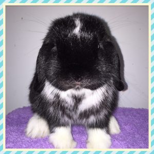 Ivan - black mantle mini lop