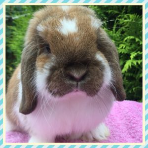Jake - Sooty fawn butterfly mini lop