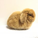 mini lop