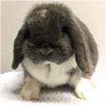 mini lop