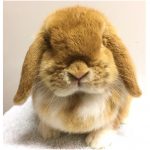 mini lop