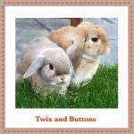 mini lop