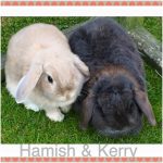 mini lop