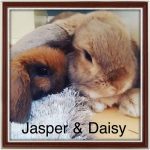 mini lop