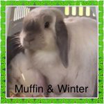 mini lop