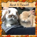 mini lop