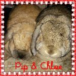 mini lop
