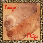 mini lop