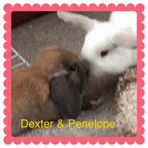 mini lop