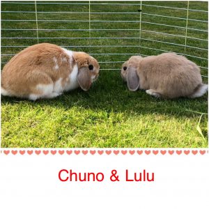 mini lop
