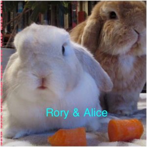 mini lop