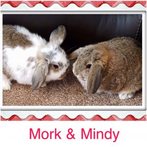 mini lop