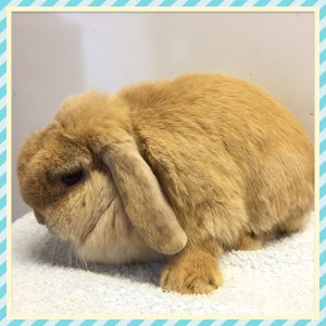 mini lop