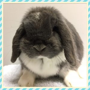 mini lop