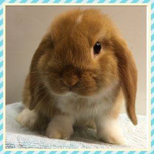 mini lop
