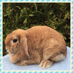 mini lop