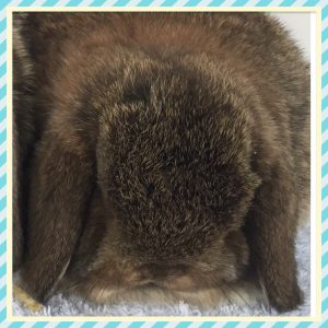 mini lop
