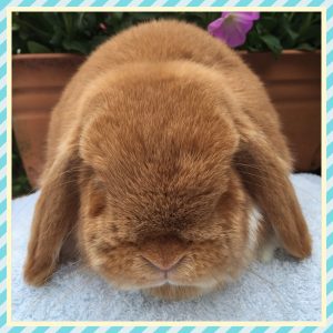 mini lop