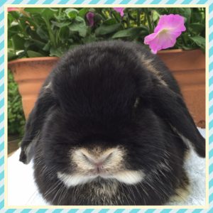 mini lop
