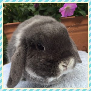 mini lop