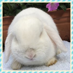 mini lop