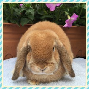 mini lop