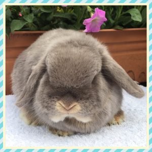 mini lop