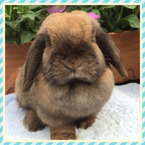 mini lop