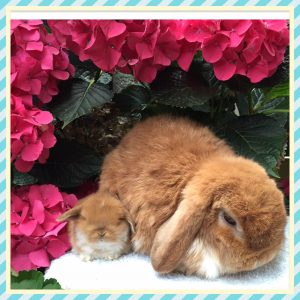 mini lop
