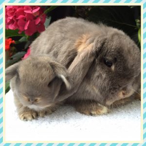 mini lop