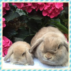 mini lop