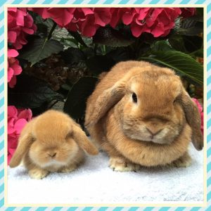 mini lop