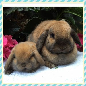 mini lop