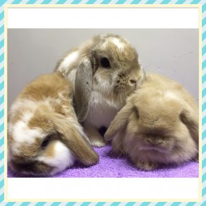 mini lop