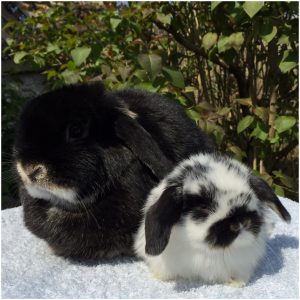 mini lop
