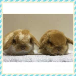 mini lop