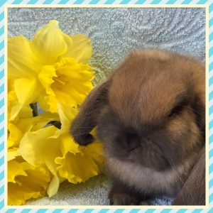 mini lop