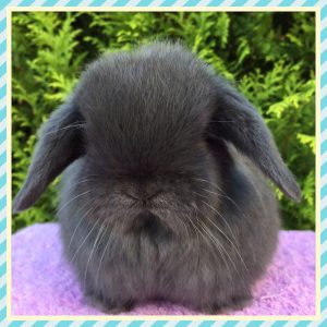 mini lop