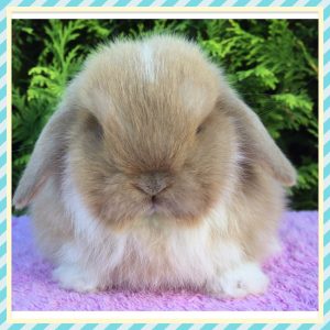 mini lop