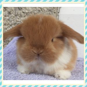 mini lop