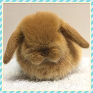 mini lop