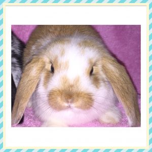 mini lop