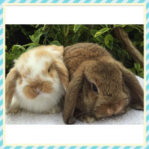 mini lop